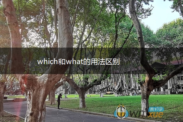 which和what的用法区别