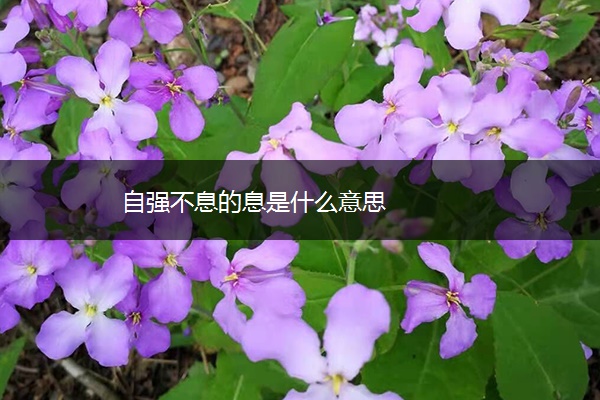自强不息的息是什么意思