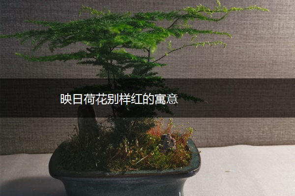 映日荷花别样红的寓意