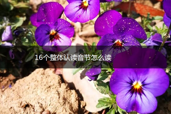 16个整体认读音节怎么读