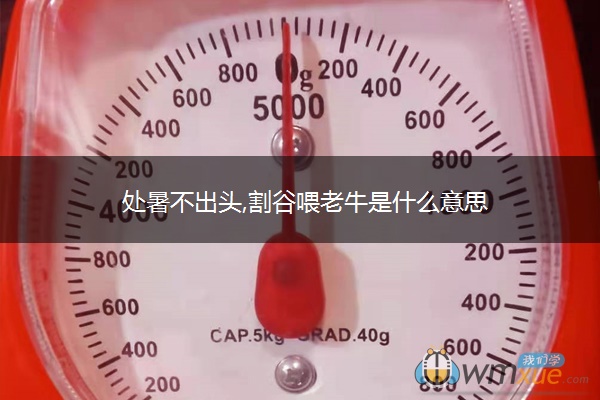 处暑不出头,割谷喂老牛是什么意思