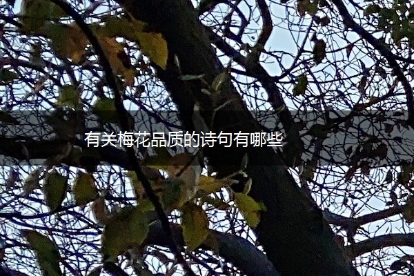 有关梅花品质的诗句有哪些