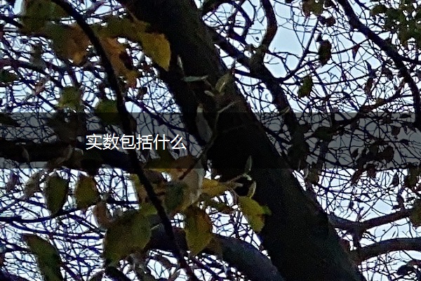 实数包括什么