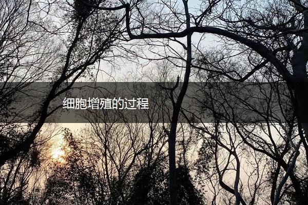 细胞增殖的过程