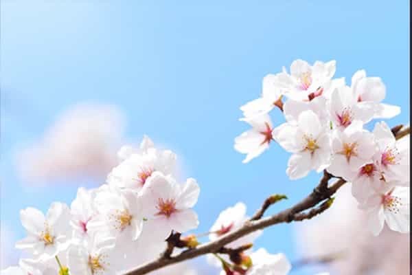 江苏医药职业学院各省最低录取分数线及位次排名 2025考多少分能上江苏医药职业学院
