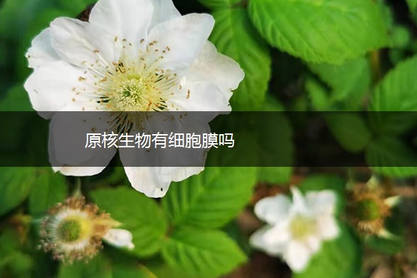 原核生物有细胞膜吗